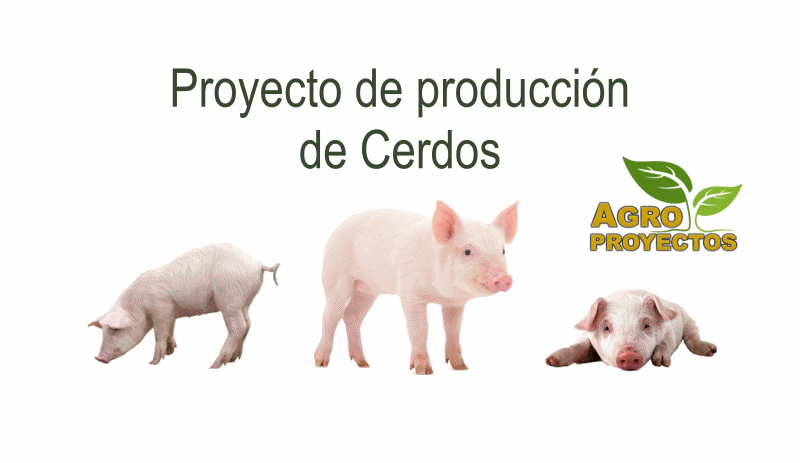 Proyecto de produccion de cerdos