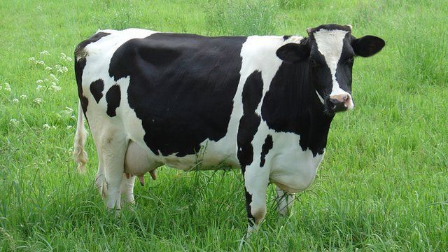 manual vacas lecheras