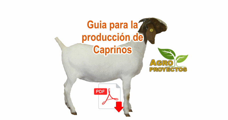 Produccion de caprinos o cabras