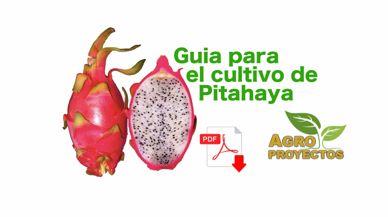 Manual cultivo de pitahaya
