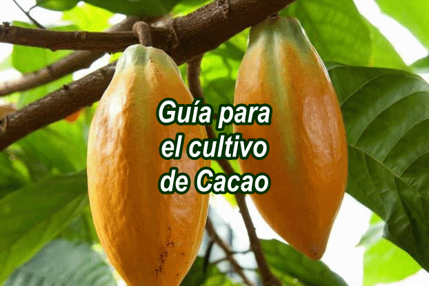 Cultivo de cacao