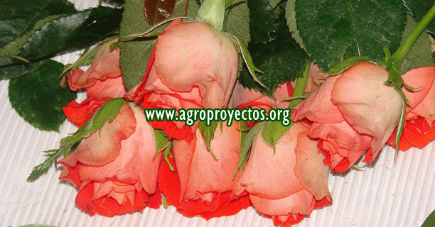 Manual cultivo de rosas