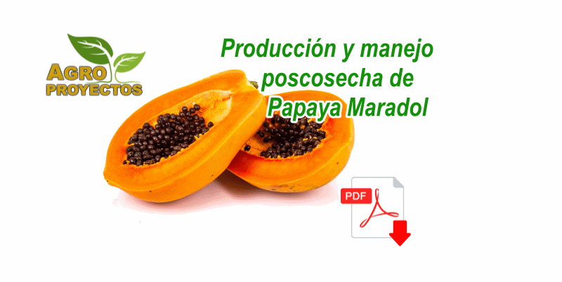 Cultivo de papaya maradol