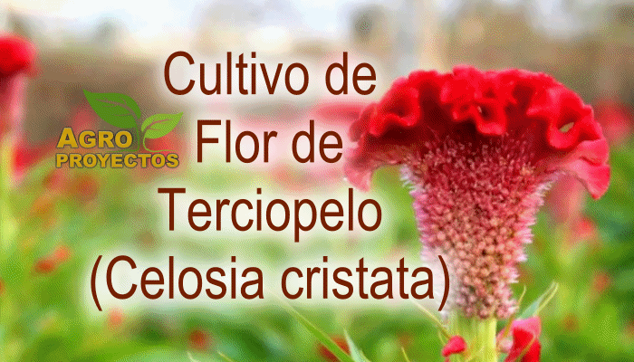 Flor de Terciopelo o Mano de Leon (Celosia cristata)