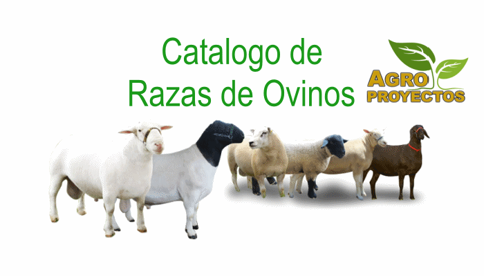 Razas de ovinos o borregos en Mexico