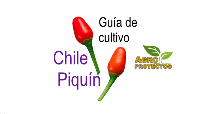Guía de cultivo de Chile Piquin