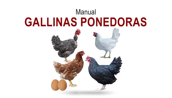 Manual de Gallinas Ponedoras