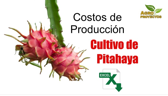 Costos del cultivo de pitahaya