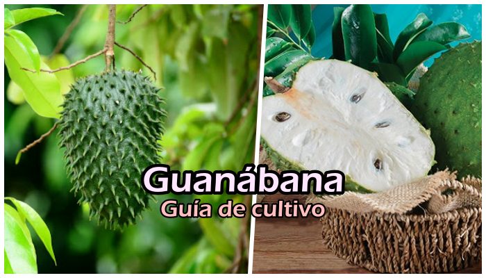 Manual de cultivo de guanábana