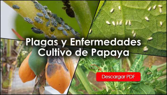 Plagas Y Enfermedades Cultivo De Papaya Agroproyectos