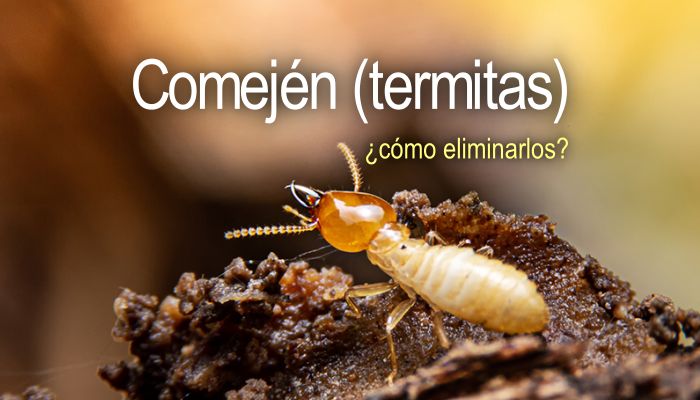 Cómo eliminar termitas o Comején? - Agroproyectos